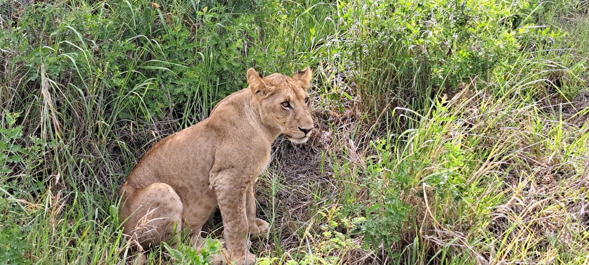 Safari Adventures