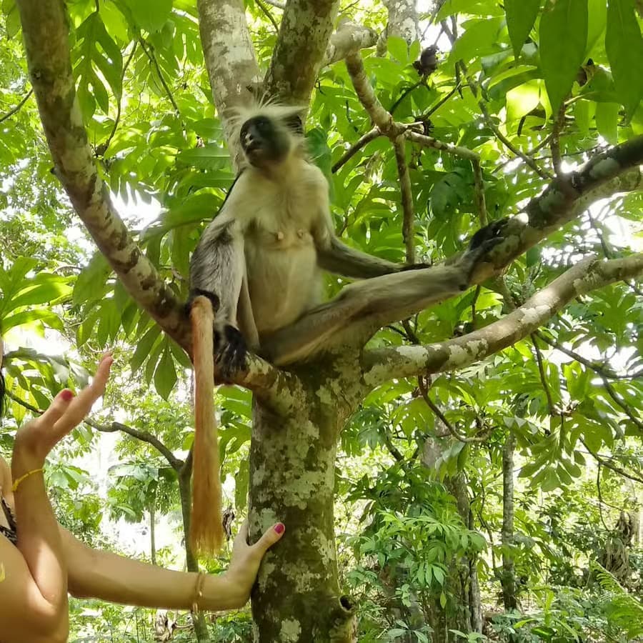 Jozani Forest - Image 2