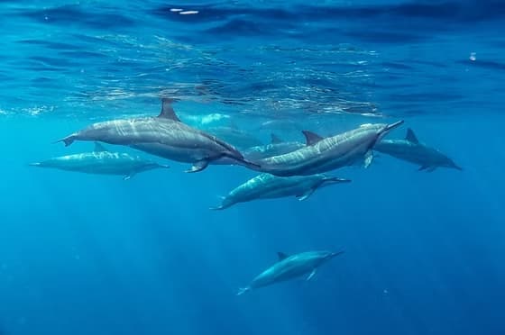Mnemba Atoll